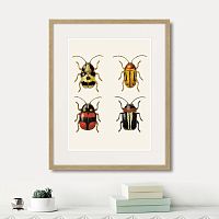 картина: assorted beetles №6, 1735г. в Астрахани