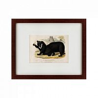 картина: two ursine sloths, or sloth bears, 1830 в Астрахани