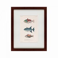 картина: tropical fish, 1830 в Астрахани
