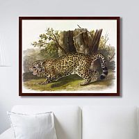 картина: jaguar, 1841г. в Астрахани