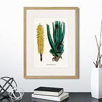 картина: botany illustration №1, 1836г. в Астрахани