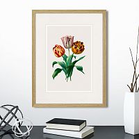 картина: botany illustration №23, 1836г. в Астрахани