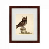 картина: the little owl, 1731 в Астрахани