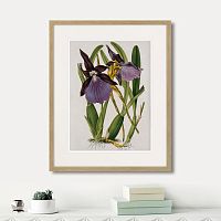 картина: exotic plants of the world №10, 1815г. в Астрахани