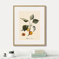 картина: juicy fruit lithography №2, 1870г. в Астрахани