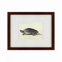 картина: a hand-painted illustration of a burmese roofed turtle, 1873 в Астрахани