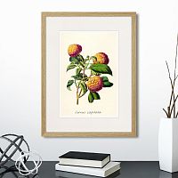 картина: botany illustration №22, 1836г. в Астрахани