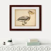 картина: a european pelican, 1635г. в Астрахани
