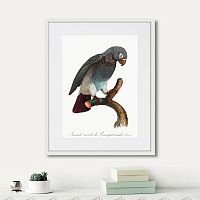 картина: beautiful parrots №6, 1872г. в Астрахани