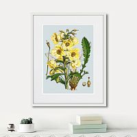 картина: himalaya plants yellow flower, 1869г. в Астрахани