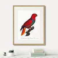 картина: beautiful parrots №9, 1872г. в Астрахани