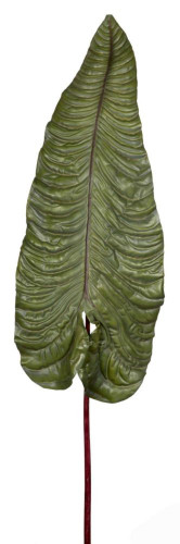 декор alocasia в Астрахани