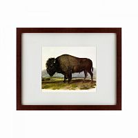 картина: american bison, 1845 в Астрахани