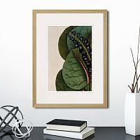картина: exotic plants of the world №7, 1815г. в Астрахани