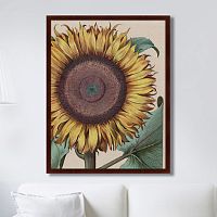 картина: large sunflower (flos solis maior), 1713г. в Астрахани
