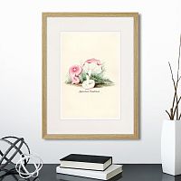 картина: botany illustration №6, 1836г. в Астрахани
