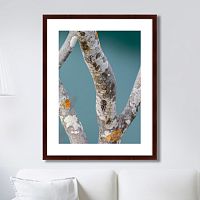 картина: trees on the galapagos islands, ecuador no3 в Астрахани