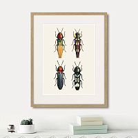 картина: assorted beetles №5, 1735г. в Астрахани