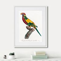 картина: beautiful parrots №7, 1872г. в Астрахани