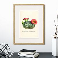 картина: botany illustration №13, 1836г. в Астрахани