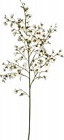 декор oncidium orchid в Астрахани