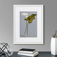 картина: arum lily, 1899г. в Астрахани