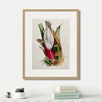 картина: exotic plants of the world №11, 1815г. в Астрахани