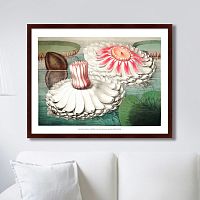 картина: water lily during bloom, 1870г. в Астрахани