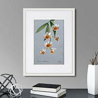 картина: an orchid (dendrobium thyrsiflorum), 1899г. в Астрахани