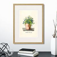 картина: botany illustration №9, 1836г. в Астрахани