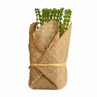 растение декоративное potted herb polini в Астрахани