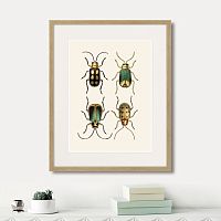 картина: assorted beetles №8, 1735г. в Астрахани
