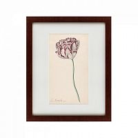 картина: tulp №2, 1815 в Астрахани