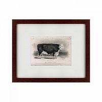 картина: a hereford bull, 1849 в Астрахани