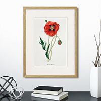 картина: botany illustration №15, 1836г. в Астрахани
