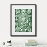 картина: art forms of nature №5, 1897г. в Астрахани