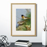 картина: pair of redstarts, 1923г. в Астрахани