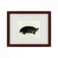 картина: an arakan forest turtle, 1873 в Астрахани