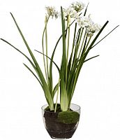 декор allium в Астрахани