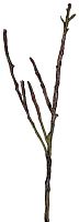 декор dry branches в Астрахани