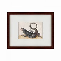 картина: black tegu lizard, 1700 в Астрахани