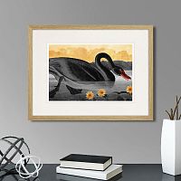 картина: common american swan (black), 1838г. в Астрахани