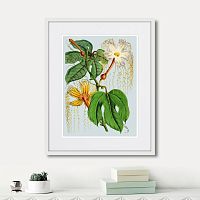 картина: himalaya plants hodsgonia flower white and yellow, 1869г. в Астрахани