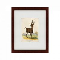 картина: a rusa deer, 1830 в Астрахани