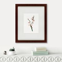 картина: apricot flower (prunus armeniaca), 1832 в Астрахани
