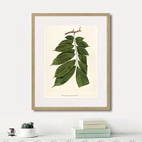 картина: fragmenta botanica №10, 1809г. в Астрахани