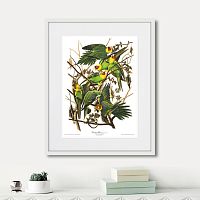 картина: carolina parrot, 1841г. в Астрахани