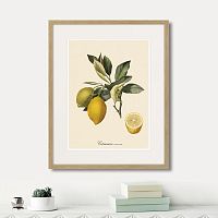 картина: juicy fruit lithography №3, 1870г. в Астрахани