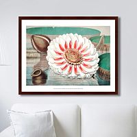картина: a gigantic water lily in bloom, 1870г. в Астрахани