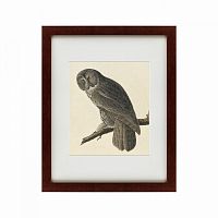 картина: great gray owl, 1834 в Астрахани